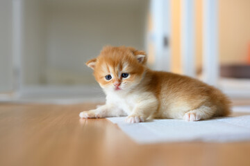 Wall Mural - British Shorthair Golden kitten sitting on white cloth on wooden floor in room, baby kitten learning to walk and play naughty. Lovely posture, pure and beautiful blood.