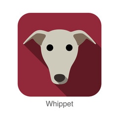 Wall Mural - Whippet dog face flat icon, dog series