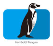 Humboldt penguin standing flat icon vector illustration