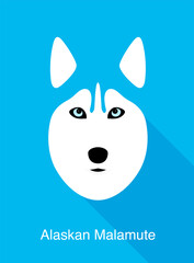 Wall Mural - Alaskan Malamute, dog face flat icon design, vector illustration