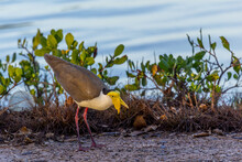 Masked Lapwing (spurwing Plover) At The Edge Of A Lake In The Surroundings Of Darwin, Australia