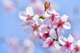 Fototapeta Kwiaty - 早春の晴天の日の桜