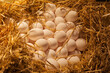 Lots of eggs in the straw. Production, storage and sale of eggs
