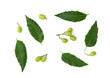 Neem or azadirachta indica leaves and fruits isolated on white background with clipping path.top view.