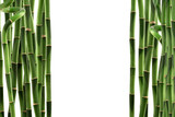 Fototapeta Dziecięca - Lucky bamboo or Dracaena sanderiana trees isolated on white background with clipping path.
