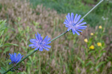 Wall Mural - Chicory plant in blossom. Beautiful blue flowers close up. Nature background.