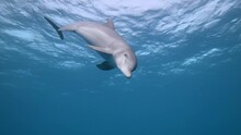 One Indo-Pacific Bottlenose Dolphin (Tursiops Aduncus) Dives In Front Of The Camera. In Slow Motion