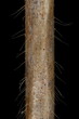 Perfoliate Honeysuckle (Lonicera caprifolium). Flowering Twig Detail Closeup