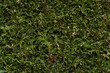 tekstura zielonej ściany z żywopłotu