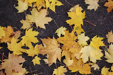Autumn Maple Bright Yellow Leaves On Dark Pavement