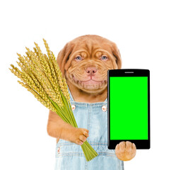Poster - Smart farming. Smiling farmer dog wearing overalls using modern technologies in agriculture. Puppy shows empty green screen of smartphone