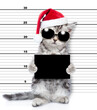 Bad cat wearing santa hat and sunglasses is caught committing a crime