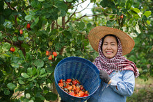 Asian Woman Gardener Works At Cashew Garden, Holds Basket Of Cashew Fruits. Economic Crop In Thailand. Summer Fruit. Ready To Be Harvested. Concept : Happy Farmer. Agriculture Lifestyle. 