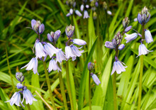 Blooming Virginia Wild Spring Bluebells.
