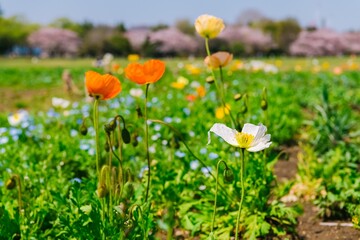 Sticker - flowers in the meadow