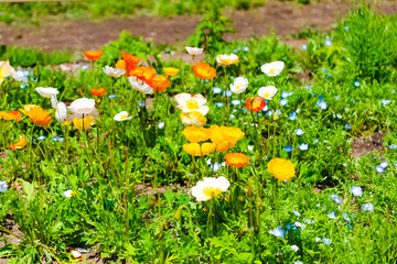 Sticker - flowers in the grass