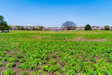 Canvas Print - field of corn in spring