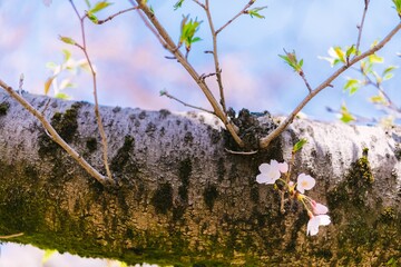 Canvas Print - spring in the forest