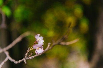 Canvas Print - buds of magnolia