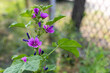 purple Malva flower on natural background. wilde Malva - malva sylvestris, a medicinal plant