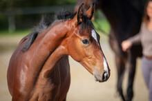 Foal Head Portraits In Sunshine With Owner And Mare Out Of Focus In Background..