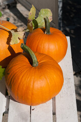 Poster - orange pumpkins on a table outdoors