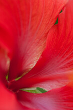 Red Flower Petals Close Up