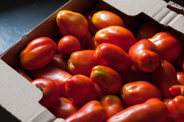 Wall Mural - tomatoes in a box