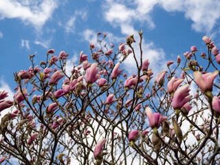 Wall Mural - Magnolia blooms in spring. delicate magnolia flowers.