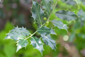 leaves of holly (Ilex aquifolium) with green berries