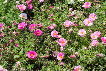 Sticker - Portulaca grandiflora or rose moss in the sun