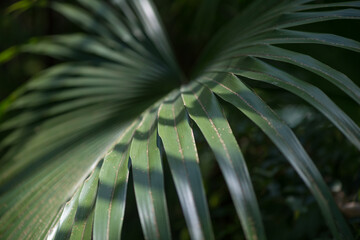 leaf background