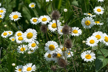 Daisies And Teasel In A Field Under The Sun