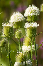 Closeup Of Cutleaf Teasel Green Seeds And Flowers With Selective Focus On Foreground