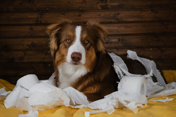 Wall Mural - Dog is alone at home entertaining by eating toilet paper. Charming brown Australian Shepherd puppy is playing with paper on bed on yellow blanket. Aussie young crazy dog portrait close-up.