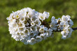 Close up of white cherry blossoms on a branch against a blurred green background