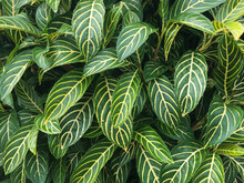 Close Up Of Green Leaves With Yellow Venation Of Sanchezia Plant.