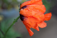 Orange Poppy After The Rain