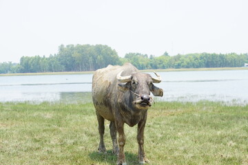 Wall Mural - Thai buffalo walks to eat grass in a wide field.