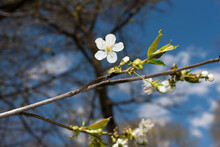 White Cherry Blossom On A Blue Sky