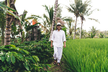 Wall Mural - Full length portrait of cheerful male farmer in casual clothes walking between paddy fields and caffeine bush and smiling at camera during daytime, concept of agriculture business and rice plantation