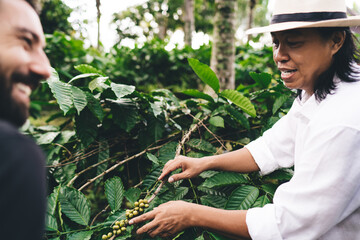 Wall Mural - Male farmers discussing harvest of unripe caffeine beans at coffee fields in Indonesia, Balinese men colleagues talking about agriculture business during together meeting at plantation in Thailand