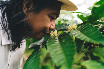 Wall Mural - Balinese male smell unripe coffee flowers during daytime for business agriculture at cultivation plantation at Ecuador, adult man enjoying time for spending weekend at own caffeine countryside