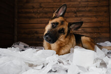 Young Crazy Dog Is Making Mess At Home. Dog Is Alone At Home Entertaining By Eating Toilet Paper. Charming German Shepherd Dog Playing With Paper Lying On Bed.