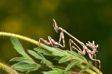 Close up of pair of Beautiful European mantis ( Mantis religiosa )