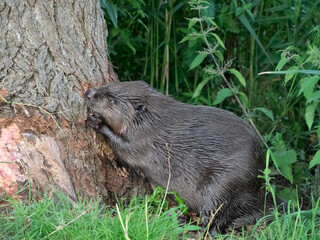 beaver eating away at bark of a tree