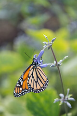 Wall Mural - monarch butterfly on a blue flower - bokeh background