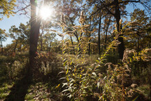 Sun Burst And Wooded Area In The Park In Autumn