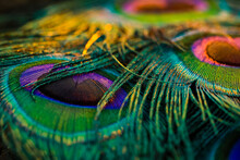 Peacock Feather Detail, Peacock Feather, Peafowl Feather, Bird Feather, Feather Background.