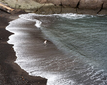 Dog Running Along The Shore With Black Sand At The Edge Of The Oncoming Wave